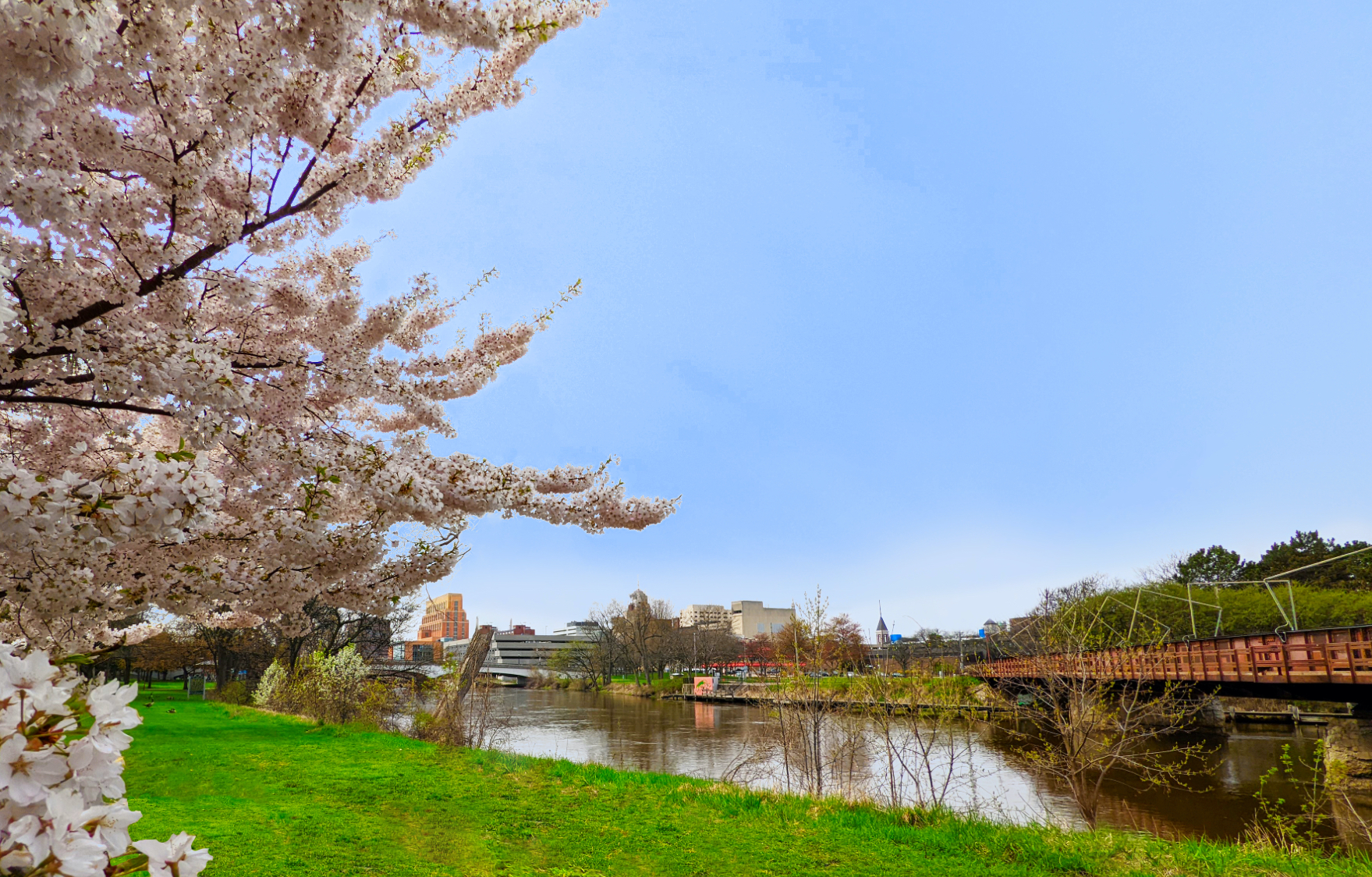 photo of the Grand River in Lansing next to a flowering tree